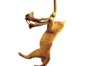 Save the Cat! by Blake Snyder – Paperback